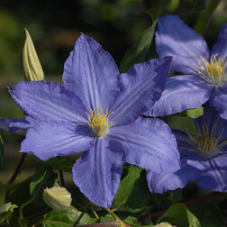 ����  �������� ��������������� �������, ������ �� 1339 ���