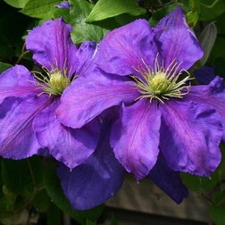 ����  �������� ��������������� ������� ��������, ������ �� 1339 ���