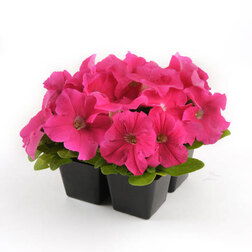 ����  ������� ����������� �� ����� ��� ���� (1��-100�����) ���������������� ������, ������ �� 448 ���