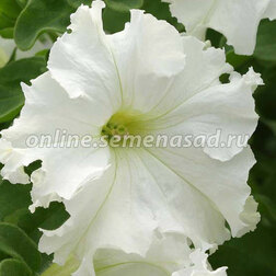 ����  ������� ����������� ���� (1��-100�����) ���������������� ������, ������ �� 416 ���