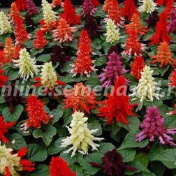 ����  ������� ����� ���� (1��-100��) ���������������� ������, ������ �� 352 ���