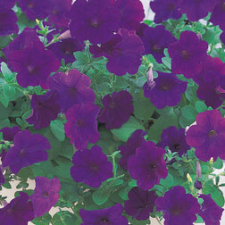 ����  ������� ��������� ����� ��� (1��-250�����) ���������������� ������, ������ �� 6800 ���