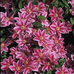 ����  �������� ��������������� ������ ������, ������ �� 1339 ���