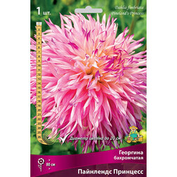 ����  �������� ����������� ��������� ��������, ������ �� 462 ���