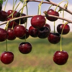 ����  ����� ��������� ���������, ������ �� 486 ���