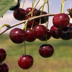 ����  ����� �������, ������ �� 486 ���