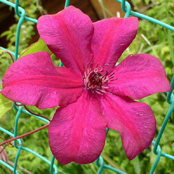 ����  �������� ��������������� �������� ���������, ������ �� 1339 ���