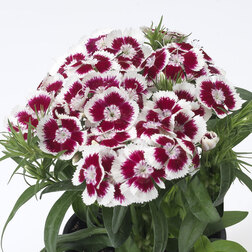 ����  �������� �������� �������� ��� ������ (1��-250�����) ���������������� ������, ������ �� 4000 ���