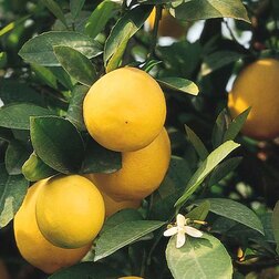 ����  ������� ������ ������, ������ �� 1411 ���