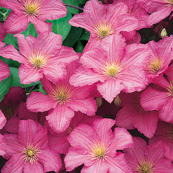 ����  �������� ��������������� ������ �� ����, ������ �� 1339 ���