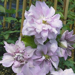 ����  �������� ��������������� ���� ���, ������ �� 1339 ���