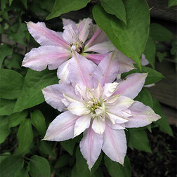 ����  �������� ��������������� ���� ���������, ������ �� 1339 ���