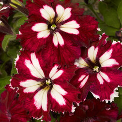 ����  ������� ����������� ��� ��� ������� �������� (1��-100�����) ���������������� ������, ������ �� 384 ���