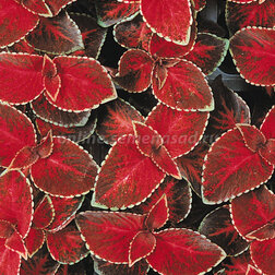 ����  ������ ������ ������� ��� (1��-1000��) ���������������� ������, ������ �� 2240 ���