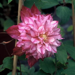 ����  �������� ��������������� �������� �� ��������, ������ �� 1339 ���