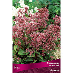 ����  ��������� ��������� ������, ������ �� 620 ���