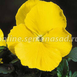 ����  ����� ��������������� ����� ���� ����� (1��-100��) ���������������� ������, ������ �� 560 ���