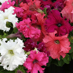 ����  ������� ����������� ���� (1��-100�����) ���������������� ������, ������ �� 416 ���