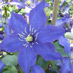 ����  �������� ��������������� �������, ������ �� 1339 ���