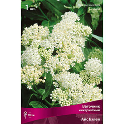 ����  �������� ����������� ��� �����, ������ �� 266 ���