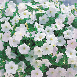 ����  ������� ��������� ����� ���� (1��-1000�����) ���������������� ������, ������ �� 26400 ���