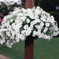 ����  ������� ��������� F1 ��� ���� ���� (1��-100�����) ���������������� ������, ������ �� 4000 ���