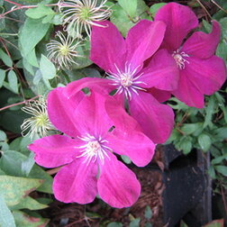 ����  �������� ��������������� ��� ��������, ������ �� 1339 ���