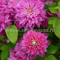 ����  �������� ��������������� ������, ������ �� 1869 ���