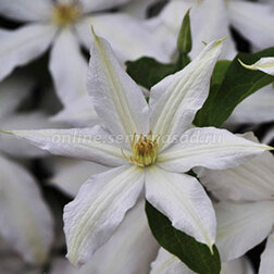 ����  �������� ��������������� ����-�����, ������ �� 1339 ���