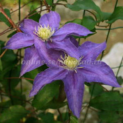 ����  �������� ��������������� ��������, ������ �� 1339 ���