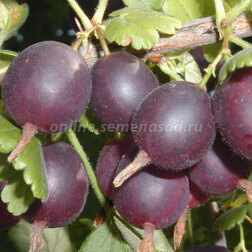 ����  ����� �������� ��������� (���������), ������ �� 339 ���