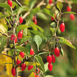 ����  ����� (������) ����� ���, ������ �� 639 ���