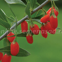 ����  ����� (������) ��� ���, ������ �� 639 ���