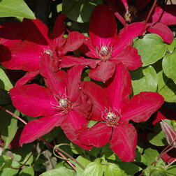 ����  �������� ��������������� ������������ (1-�����), ������ �� 599 ���