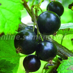 ����  ������� ��������� ������ ������ (������), ������ �� 249 ���