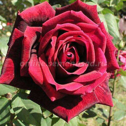 ����  ���� ����� �����-��������� ���� �����, ������ �� 719 ���