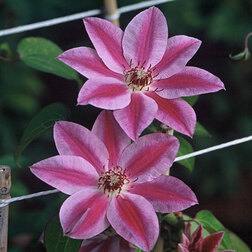 ����  �������� ��������������� ������� �� ������� ���� (1-�����), ������ �� 599 ���