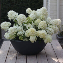 ����  ��������� ����������� ���� (����� �����), ������ �� 629 ���