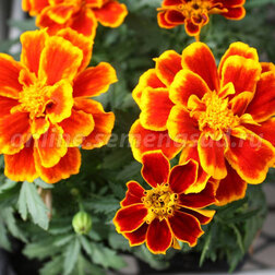 ����  �������� ����������� ������� ����� (1��-1000 ��) ���������������� ������, ������ �� 1600 ���