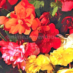 ����  ������� ��������� ������ ����� (1 ��-100�����) ���������������� ������, ������ �� 352 ���