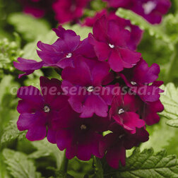 ����  ������� ����� ����� (1��-100��) ���������������� ������, ������ �� 560 ���