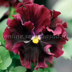 ����  ����� ����� ���� �������� (1��-100��) ���������������� ������, ������ �� 800 ���