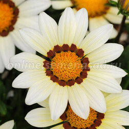 ����  ������� ��� ��� ����(1��-100��) ���������������� ������, ������ �� 800 ���