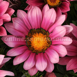 ����  ������� ��� ��� ���� ������ (1��-100��) ���������������� ������, ������ �� 800 ���