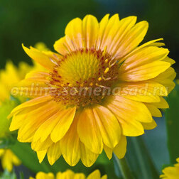 ����  ��������� ����������� ������� ������� (1��-250��) ���������������� ������, ������ �� 1920 ���