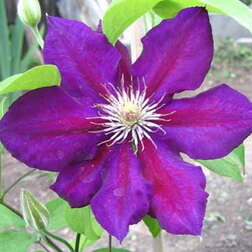 ����  �������� ��������������� �����, ������ �� 1339 ���