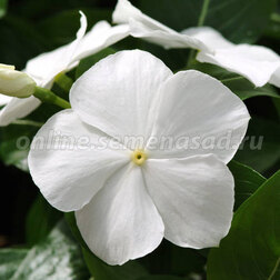 ����  ���������� ��������� ������������� ���� (1��-100 ��) ���������������� ������, ������ �� 672 ���