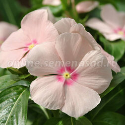 ����  ���������� ��������� ������������� ��� (1��-100 ��) ���������������� ������, ������ �� 672 ���