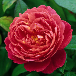 ����  ������� ���������� �������� ���� �������� �������, ������ �� 759 ���