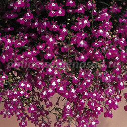 ����  ������� ��������� ������ ���� (1��-100�����) ���������������� ������, ������ �� 320 ���